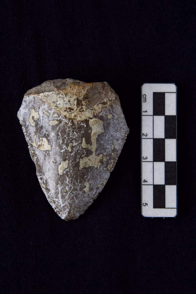 Dente fossile di megalodonte esposto al Museo PARC di Genoni