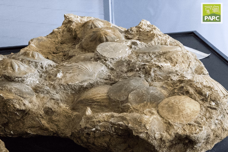 Banco con fossili per il laboratorio di paleontologia del Museo PARC